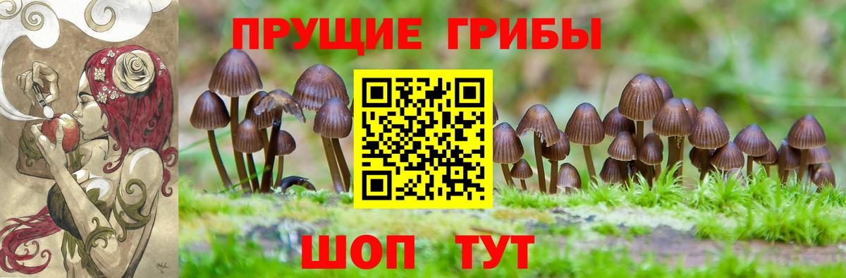 Псилоцибиновые грибы Psilocybine cubensis Похвистнево